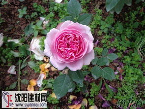 月季花开， 美丽无限