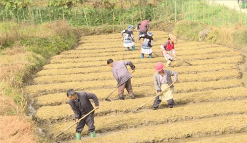 寻找既美观又耐踩踏的草种：路边绿化新选择