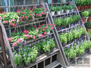 福田老牌花卉世界：价格实惠，品种丰富