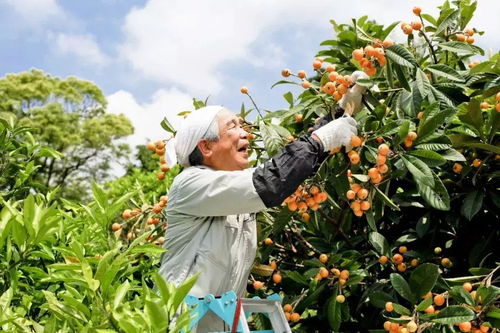 薰衣草花采摘全攻略：摘心打顶技巧大揭秘！