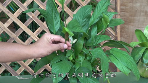 白掌为什么养着会变绿？