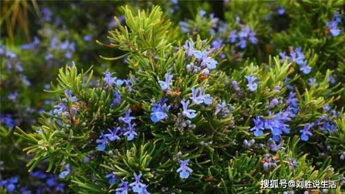 充足阳光是关键