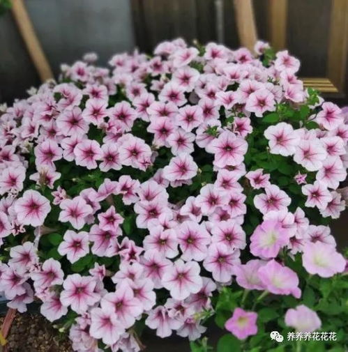 矮牵牛如何年年开花？秘诀是什么