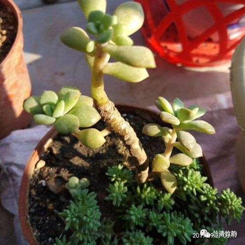 烂根了怎么办？