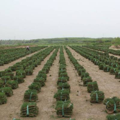 马尼拉草坪铺设成本揭秘：3~5元一平米内含多项服务