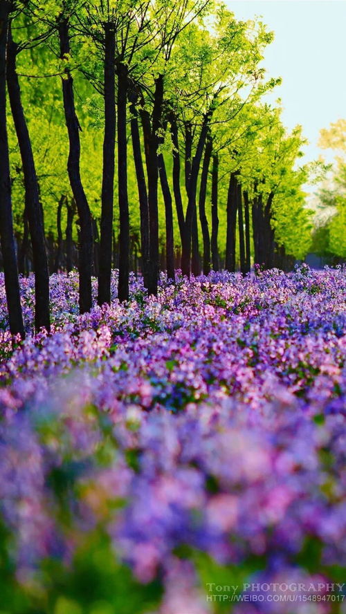 高清花草风景图片，哪里找