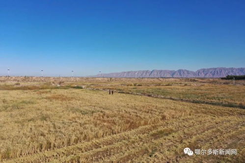 盐碱地种什么好？这些植物在盐碱地也能长得好