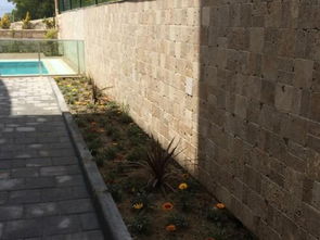 月季花的美丽绽放