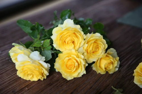 春日里的温柔邂逅