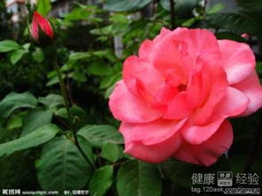 滨州适合种植月季和白蜡，这两种花卉品种的种植方法有哪些技巧