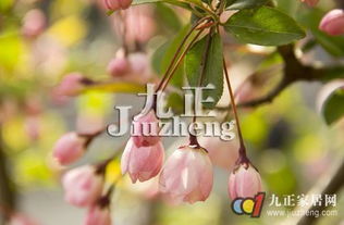 浇水频率，不嫩太随意