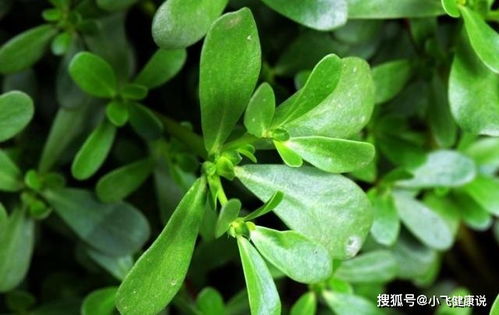 吉祥草的其他药用价值