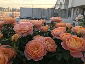 奥德赛月季的美丽绽放：优缺点大盘点