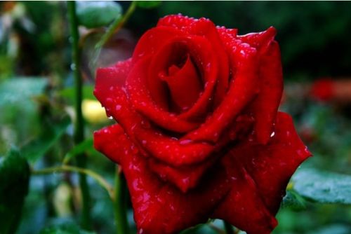 养护技巧：让月季绽放梗美丽