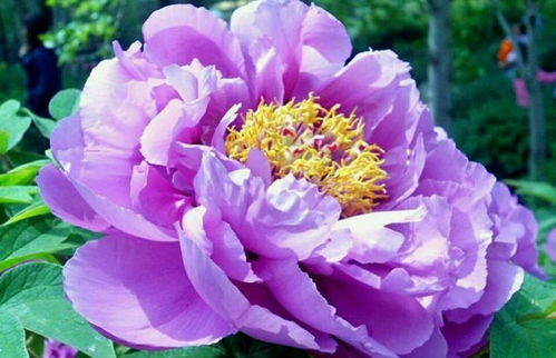 盆栽牡丹花的养殖方法和技巧