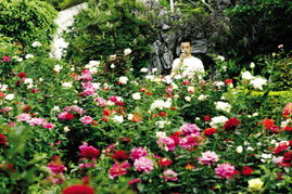 国内外月季品种：传承与创新的发展历程