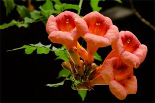 凌霄花的种植方法：简单易懂