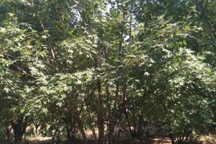 南阳五角枫病虫害防治攻略