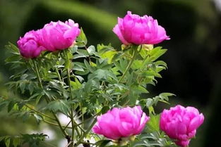 芍药与牡丹花如何区分？花型、颜色、花期