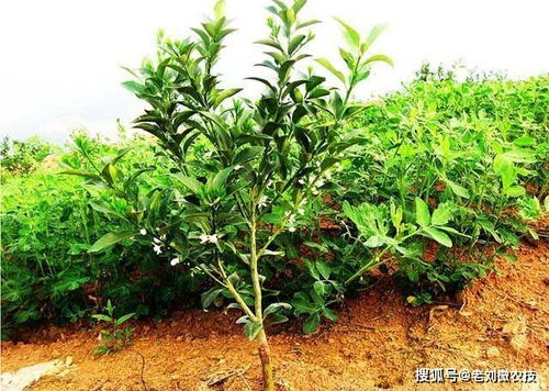 黄栌夏天养护管理：关注水分、病虫害防治