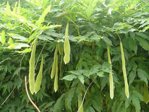 苦楝树市场需求分析