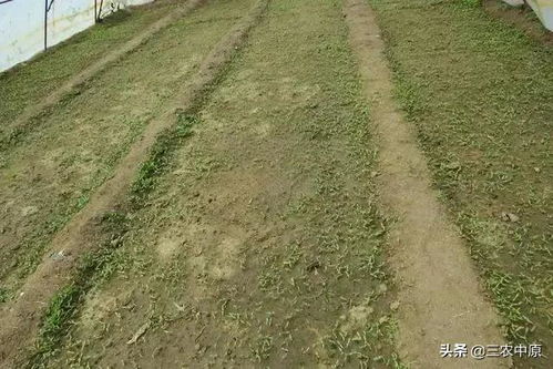 辣椒苗受药害，咋整？