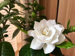 栀子花老不开？试试修剪枝叶