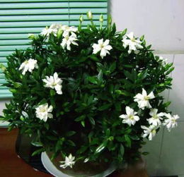 栀子花品种大揭秘