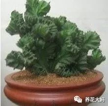 玉麒麟烂根了如何挽救