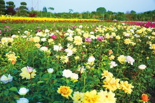 三、广东广州市荔湾区芳村