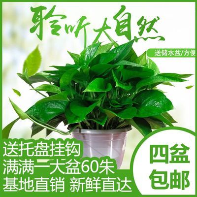 绿色植物根茎，如何高效快递