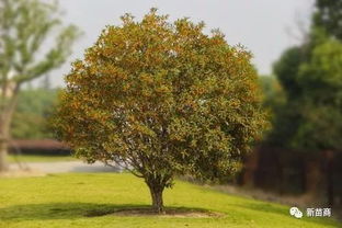 苗木分枝点的高度，定在多少合适？