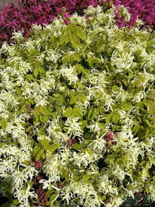 黄色花儿，各有特色