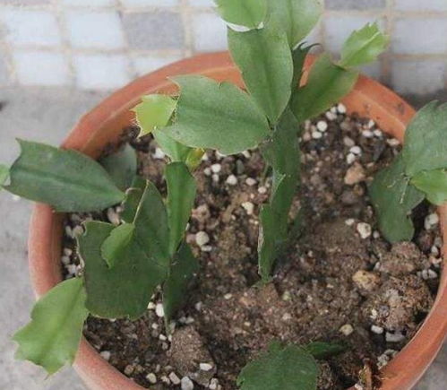 六、 油麻藤种子播种的Zui佳时间