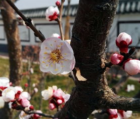 早春红花开，注意事项不可少！