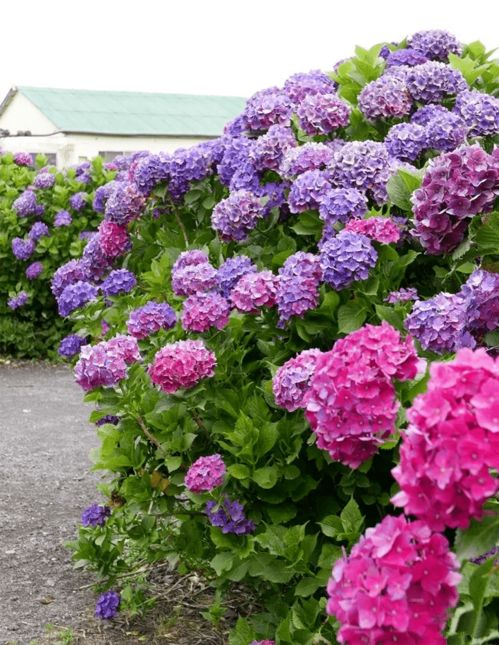 庭院里的花海盛宴