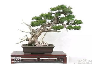 盆景土的特点和基本要求