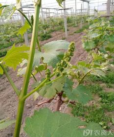 组合使用， 效果geng佳