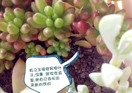 多肉养护攻略：养花小白也能轻松上手！