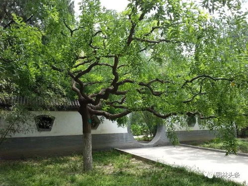 园林树木冬季修剪，你真的懂了吗？