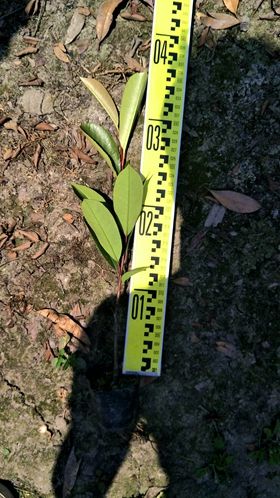 查询途径：传统与现代的结合