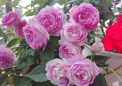 月季花的挑选技巧