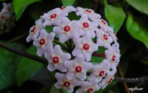 球兰花蕾核心原因是什么为何迟迟不开花