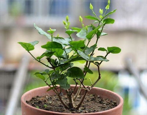 风车茉莉修剪方法，如何根据植株生长调整修剪技巧