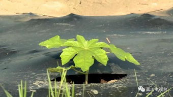 秘诀一：合理密植， 机械采收，人工成本骤降