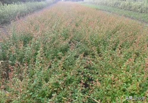 苗木地径，你知道多少？