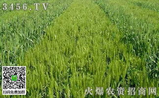 茄子田除草剂选择攻略