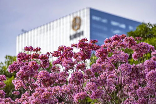 两广地区的绣球复花问题