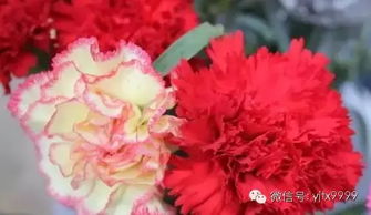 男士60岁大寿送什么花好？康乃馨代表着健康长寿