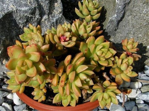 黄丽老桩养成攻略，爆款花卉造型秘籍